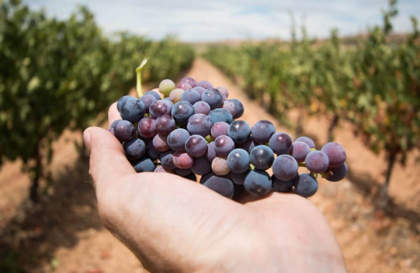 Vino: sventato attacco a Nord-Est. Ue sia amica dei produttori