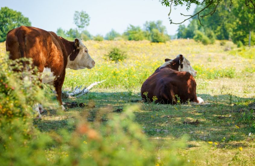 Anche gli animali hanno il diritto di stare meglio