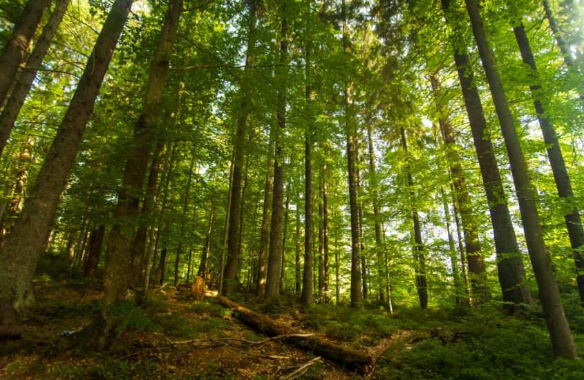 Ambiente: Ue s’impegni di più contro deforestazione