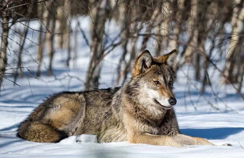 Ue: da Commissione altolà a Italia su abbattimento lupi